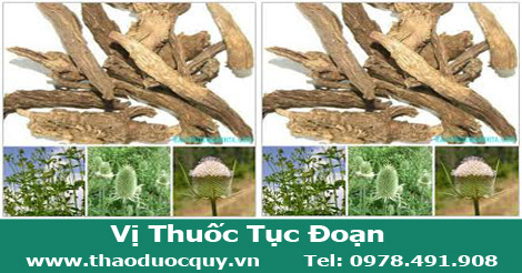 vị thuốc tục đoạn